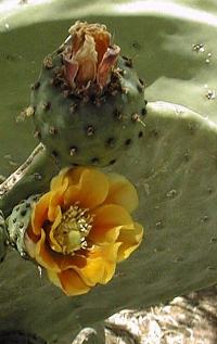 Prickly pear, Indian Fig, Mission Cactus(Opuntia ficus-indica)