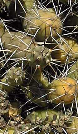 Brittle Cactus, Fragile Prickly Pear(Opuntia fragilis)