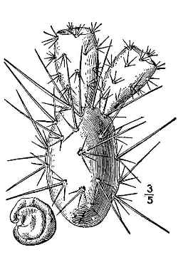 Brittle Cactus, Fragile Prickly Pear(Opuntia fragilis)