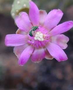 Smooth Chain Fruit Cholla, Boxing Glove Cholla(Cylindropuntia fulgida)