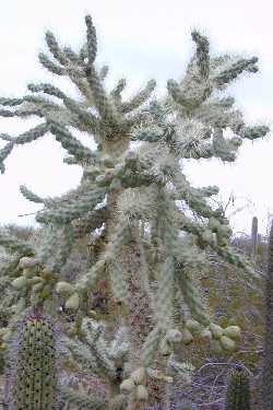 Smooth Chain Fruit Cholla, Boxing Glove Cholla(Cylindropuntia fulgida)