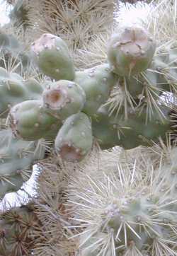 Smooth Chain Fruit Cholla, Boxing Glove Cholla(Cylindropuntia fulgida)