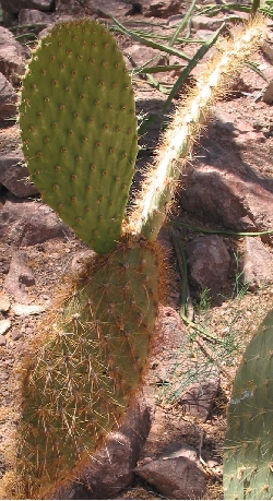 (Opuntia galapageia)