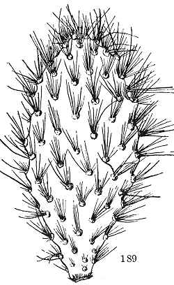 (Opuntia galapageia)