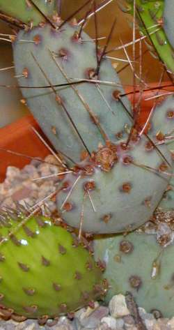 Violet Prickly Pear(Opuntia gosseliniana)