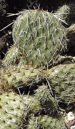 Heacock's Prickly Pear(Opuntia polyacantha)