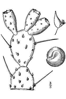 Devil's-tongue(Opuntia humifusa)