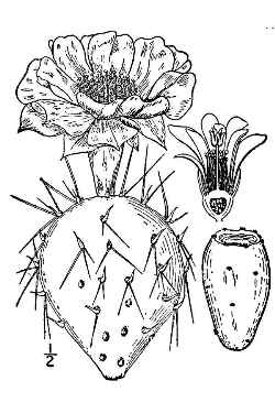 Devil's-tongue(Opuntia humifusa)