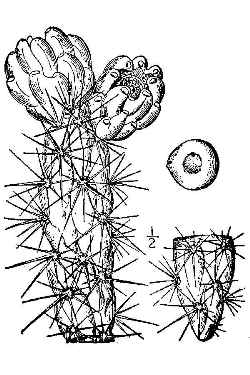 Tree Cholla, Chain-Link Cactus(Cylindropuntia imbricata)