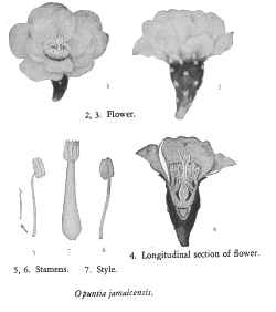 (Opuntia jamaicensis)