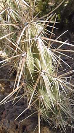 Devil Cholla(Grusonia kunzei)