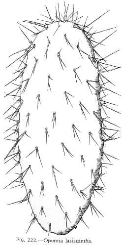 Nopal de Cerro(Opuntia lasiacantha)