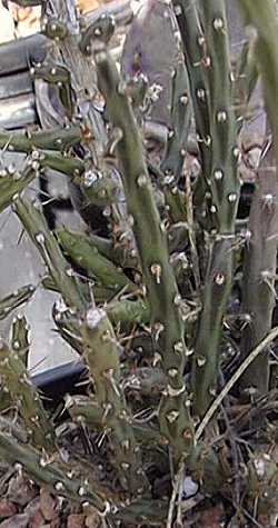 Desert Christmas Cactus, Pencil Cholla(Cylindropuntia leptocaulis)