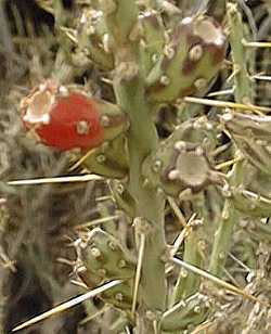 Desert Christmas Cactus, Pencil Cholla(Cylindropuntia leptocaulis)