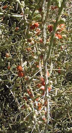 Desert Christmas Cactus, Pencil Cholla(Cylindropuntia leptocaulis)