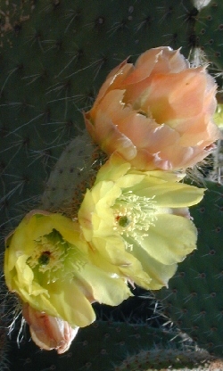 Duraznillo Blanco, Nopal Blanco(Opuntia leucotricha)