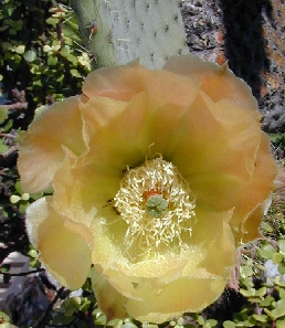 Duraznillo Blanco, Nopal Blanco(Opuntia leucotricha)