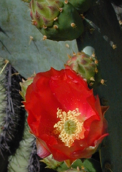 Texas Prickly Pear(Opuntia engelmannii var. lindheimeri )