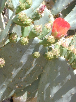 Texas Prickly Pear(Opuntia engelmannii var. lindheimeri )