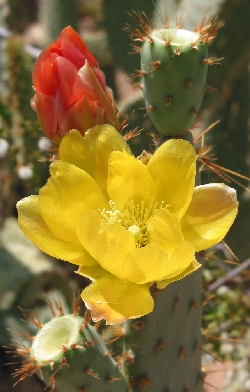 Cow Tongue Prickly Pear(Opuntia engelmannii var. linguiformis )