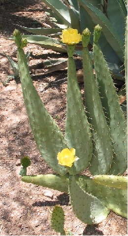 Cow Tongue Prickly Pear(Opuntia engelmannii var. linguiformis )