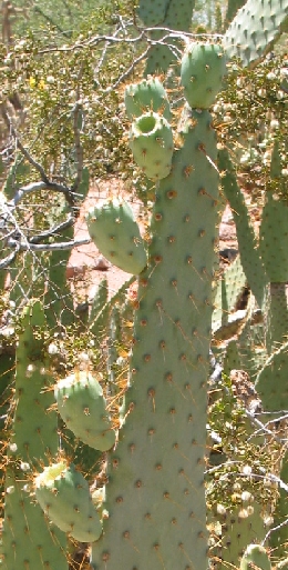 Cow Tongue Prickly Pear(Opuntia engelmannii var. linguiformis )