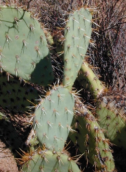 Coastal Prickly Pear(Opuntia littoralis)