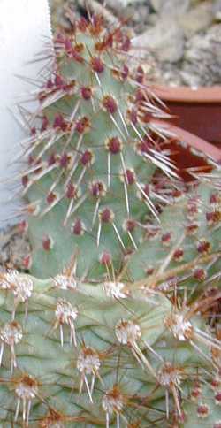 (Opuntia longispina)