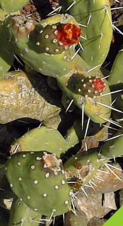 Red Buttons Opuntia(Opuntia quitensis)