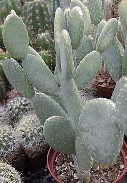 Red Buttons Opuntia(Opuntia quitensis)