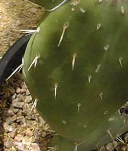 Red Buttons Opuntia(Opuntia quitensis)