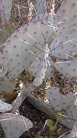 Black-Spine Prickly Pear(Opuntia macrocentra)