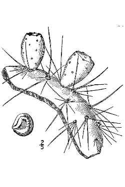 Plains Prickly Pear(Opuntia macrorhiza)