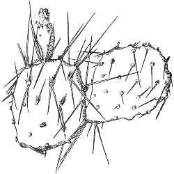 Plains Prickly Pear(Opuntia macrorhiza)