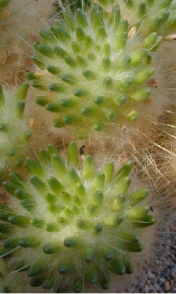 (Austrocylindropuntia lagopus)