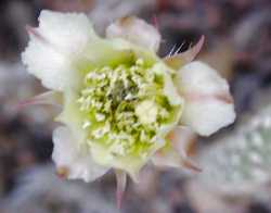 (Grusonia marenae)