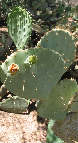 Martin's Prickly Pear(Opuntia martiniana)