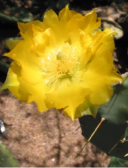 Martin's Prickly Pear(Opuntia martiniana)