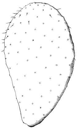(Opuntia megacantha)