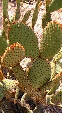 Bunny Ears, Polka Dot Cactus(Opuntia microdasys)