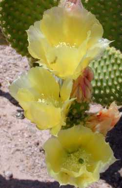 Bunny Ears, Polka Dot Cactus(Opuntia microdasys)