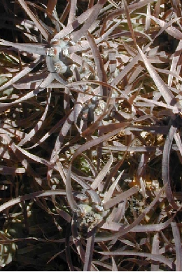 Paper Spine Cactus(Tephrocactus articulatus var. papyracanthus )