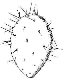 (Opuntia pennellii)