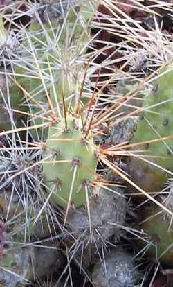 (Cumulopuntia pentlandii)