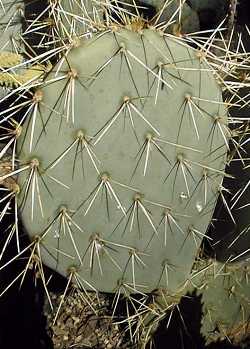 Mojave Prickly Pear(Opuntia phaeacantha)