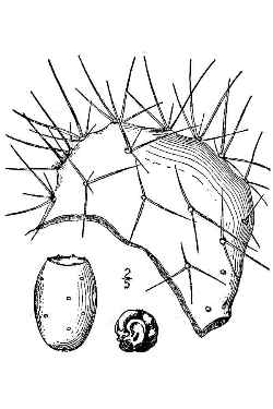 Mojave Prickly Pear(Opuntia phaeacantha)