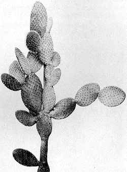 Nopal Crinado(Opuntia pilifera)