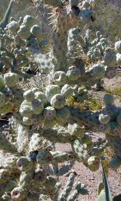 Jumping Cholla, Coastal Cholla(Cylindropuntia prolifera)