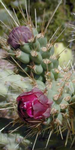 Jumping Cholla, Coastal Cholla(Cylindropuntia prolifera)