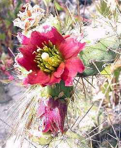 Jumping Cholla, Coastal Cholla(Cylindropuntia prolifera)